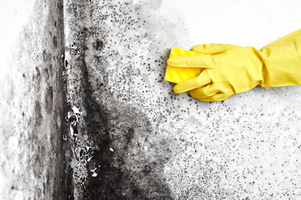 Certified Mold Removal in Rawlins, WY