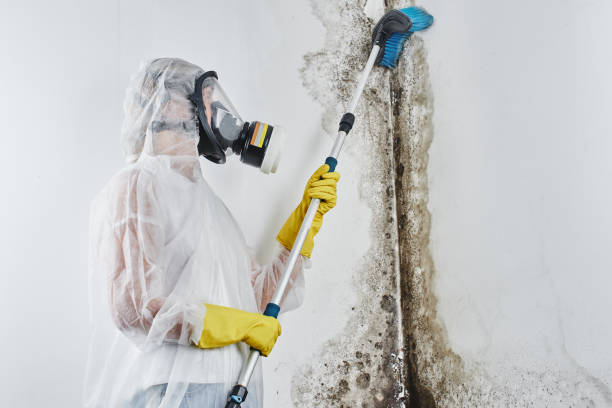 Best Office Mold Removal Services  in Rawlins, WY