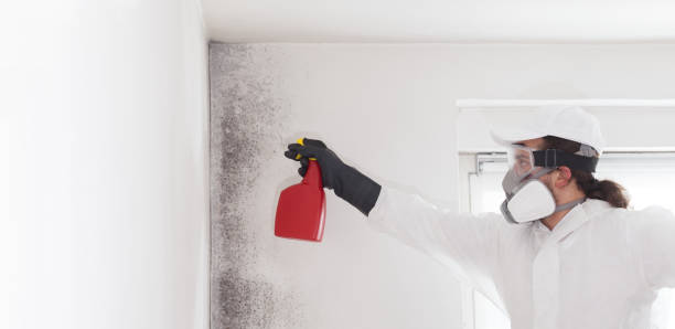 Best Residential Mold Removal  in Rawlins, WY