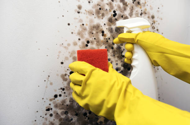 Best Professional Mold Removal  in Rawlins, WY