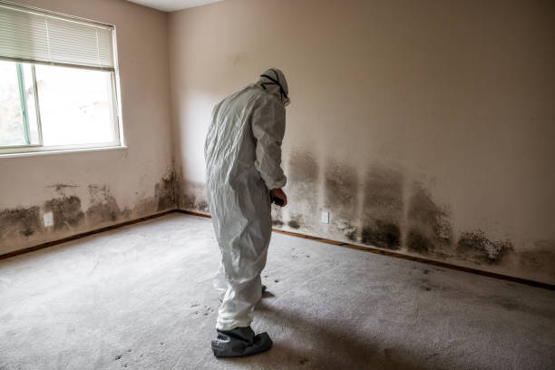 Best Mold Damage Repair  in Rawlins, WY