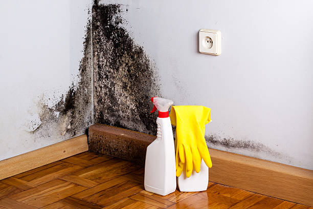 Best Best Mold Removal Companies  in Rawlins, WY